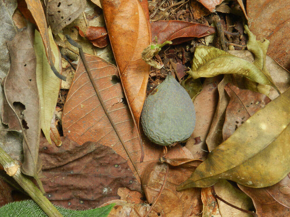 Слика од Symphonia globulifera L. fil.