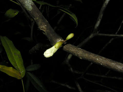 Image of Tabebuia palustris Hemsl.