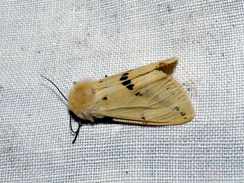 Image of Spilosoma lutea Hüfnagel 1766