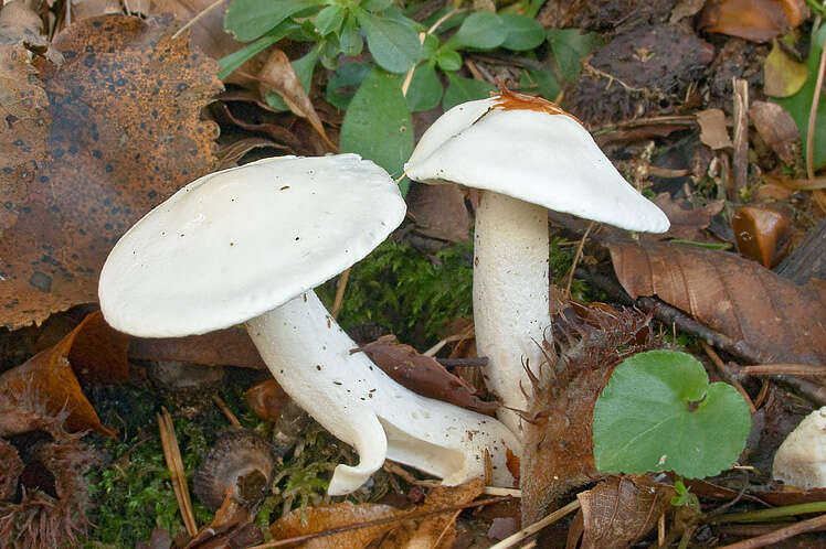 Image of Hygrophorus eburneus (Bull.) Fr. 1838