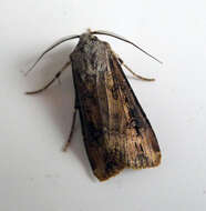 Image of Agrotis