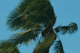 Image of coconut palm