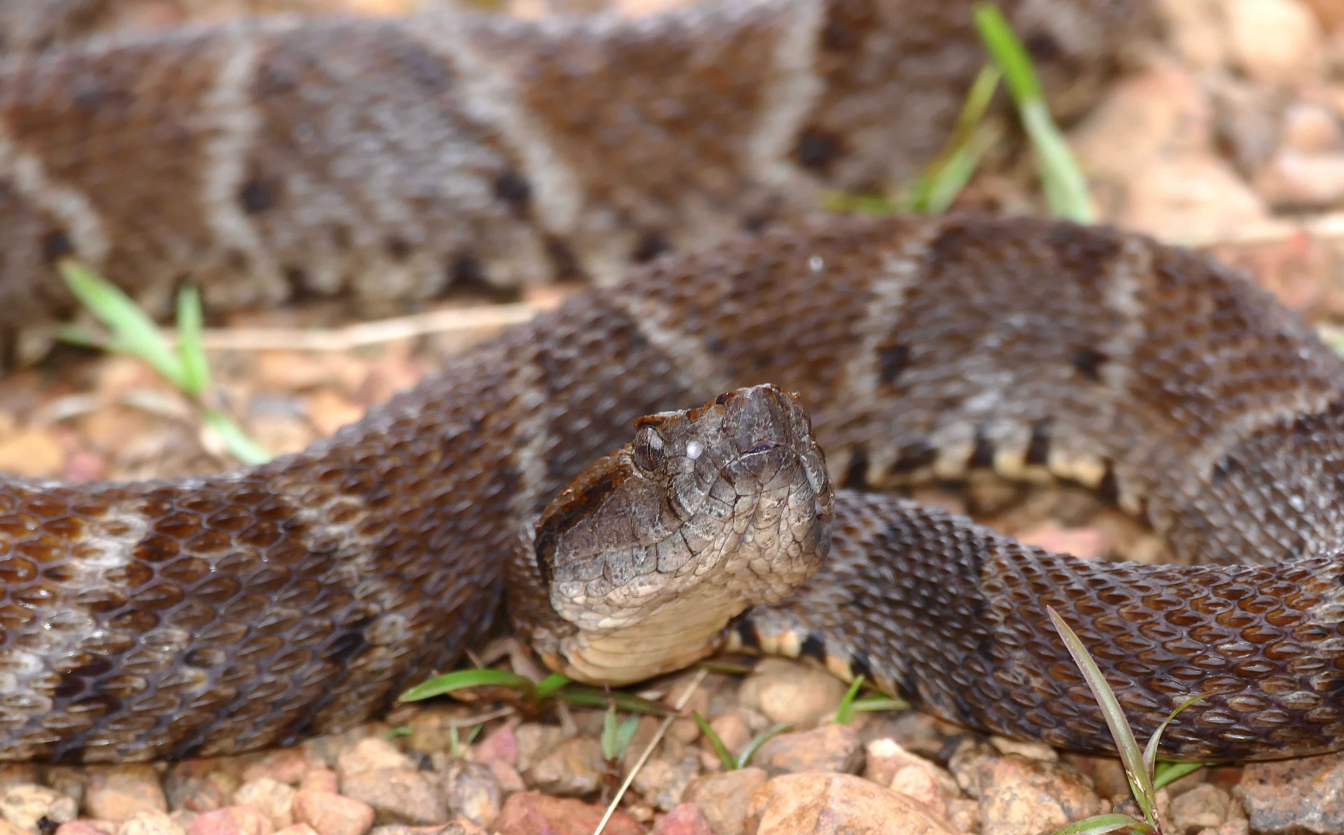 Image of Forest Vipers