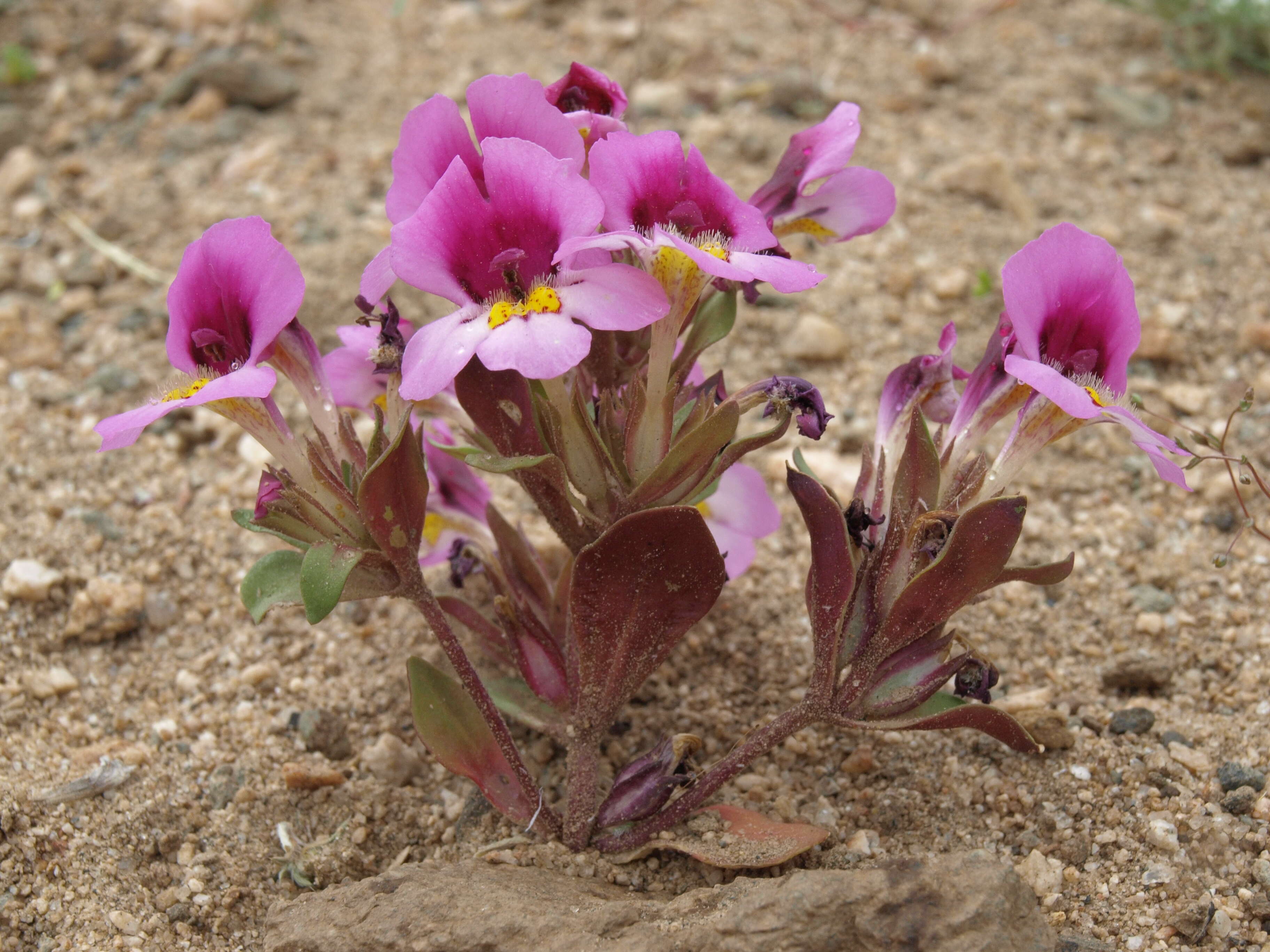 Image of eggleaf monkeyflower