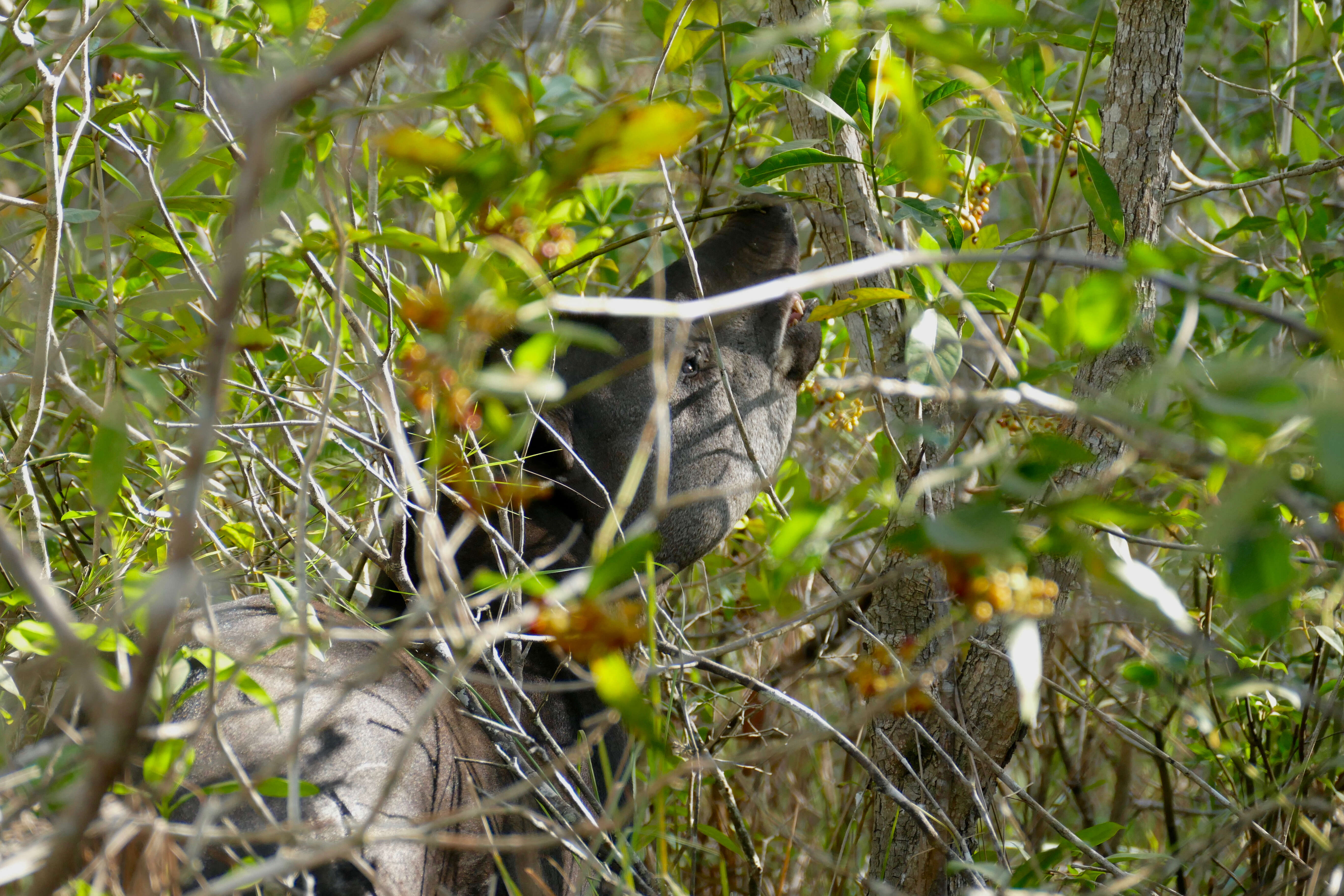 Image de tapir