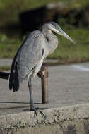 Image of Great Blue Heron