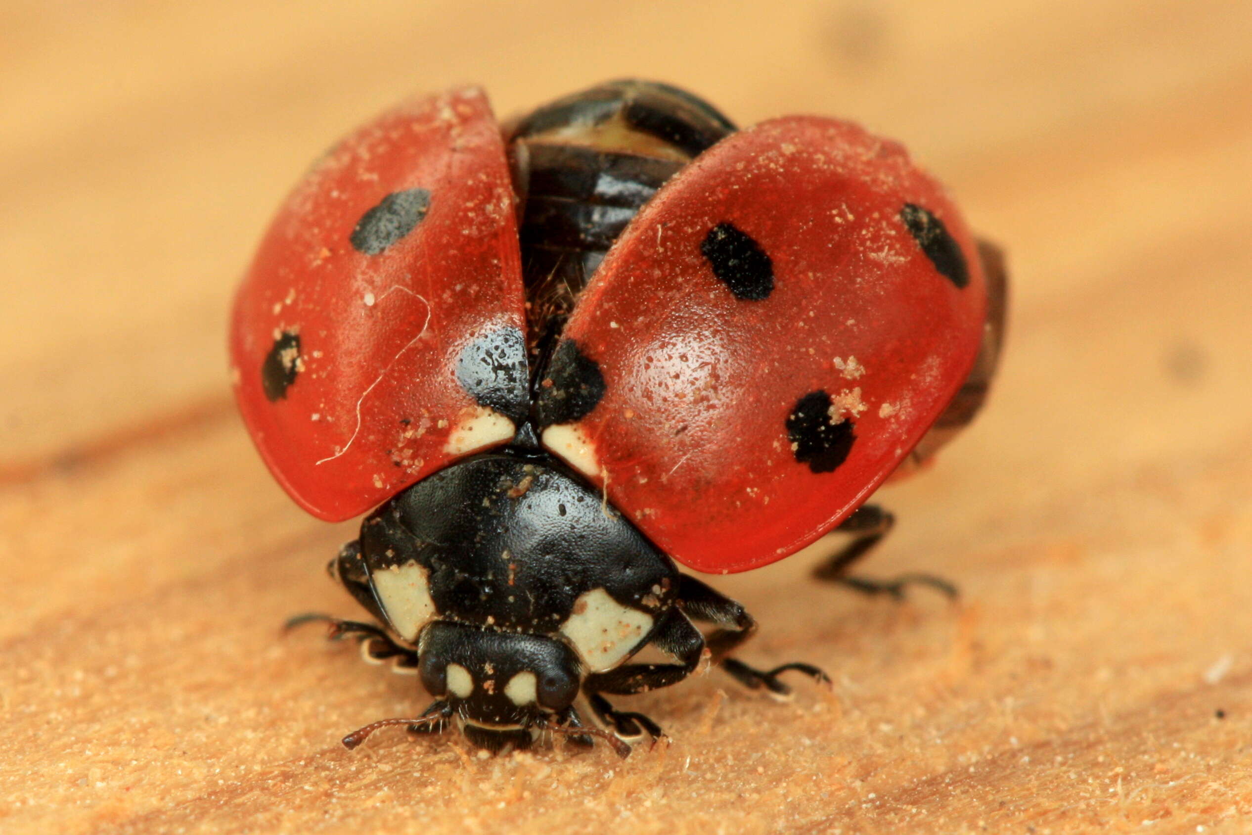 Image of lady beetles