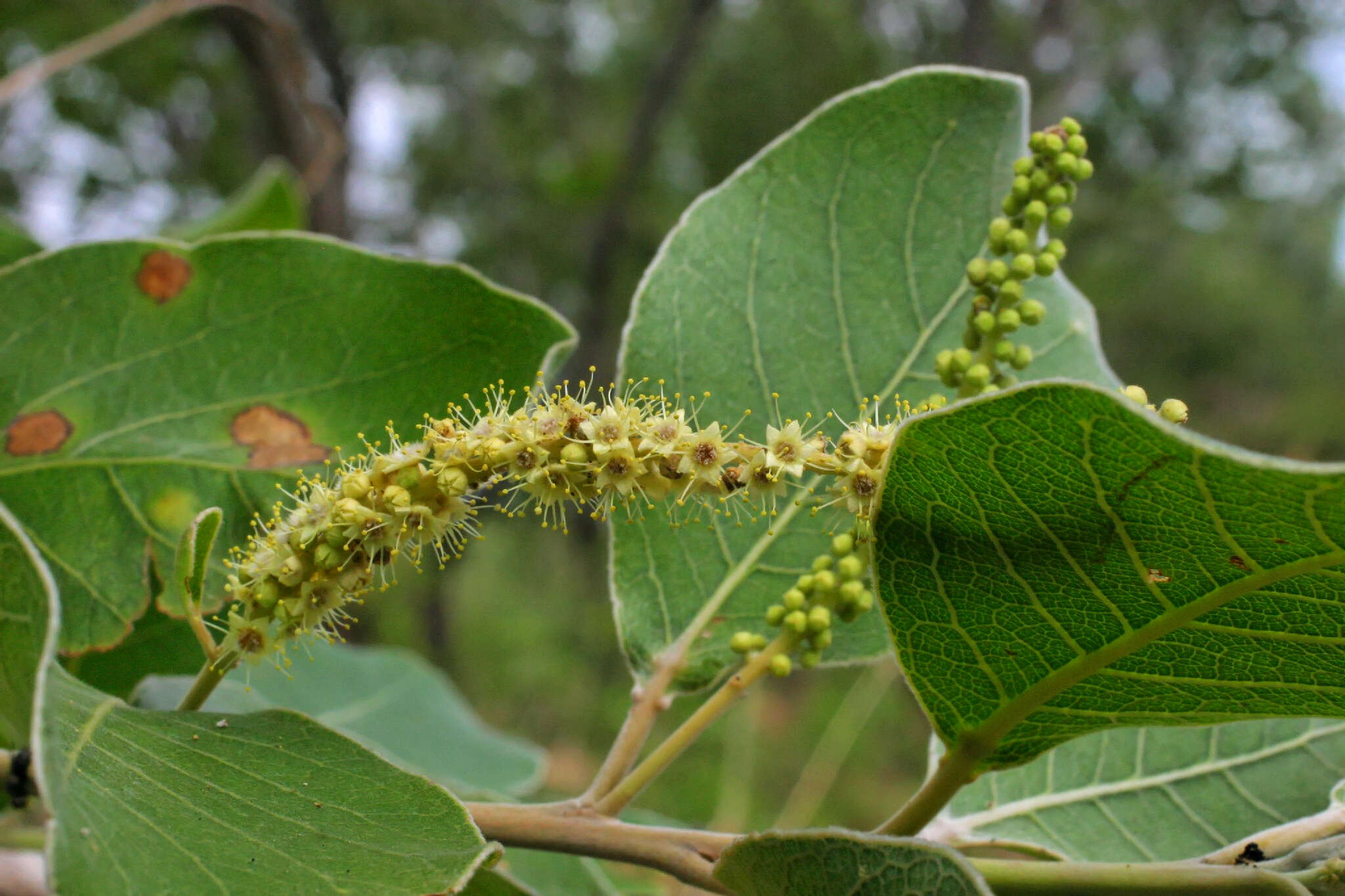 Image of Terminalia hadleyana W. V. Fitzg.