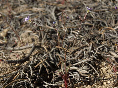 Image of eyed gilia