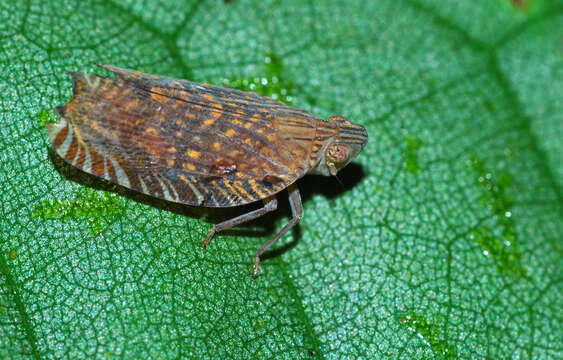 Image of Lophopidae