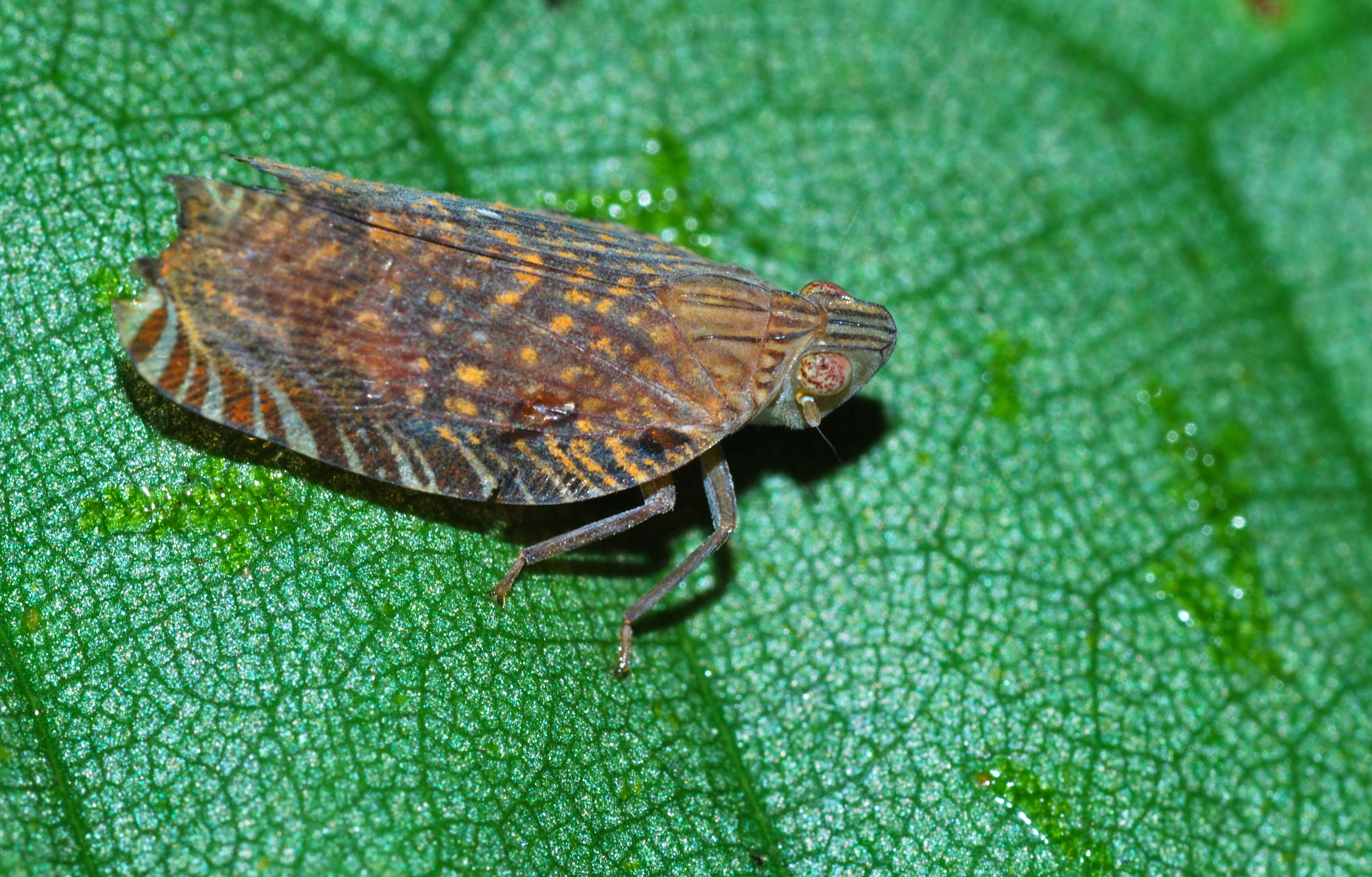 Image of Lophopidae