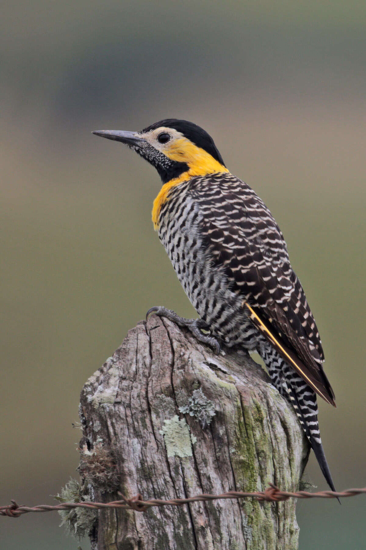 Image of Campo Flicker