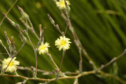 Image of prickly lettuce