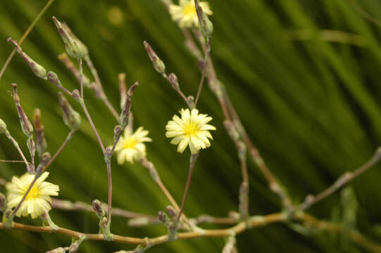 Lactuca serriola L. resmi