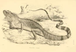 Image of Physignathus