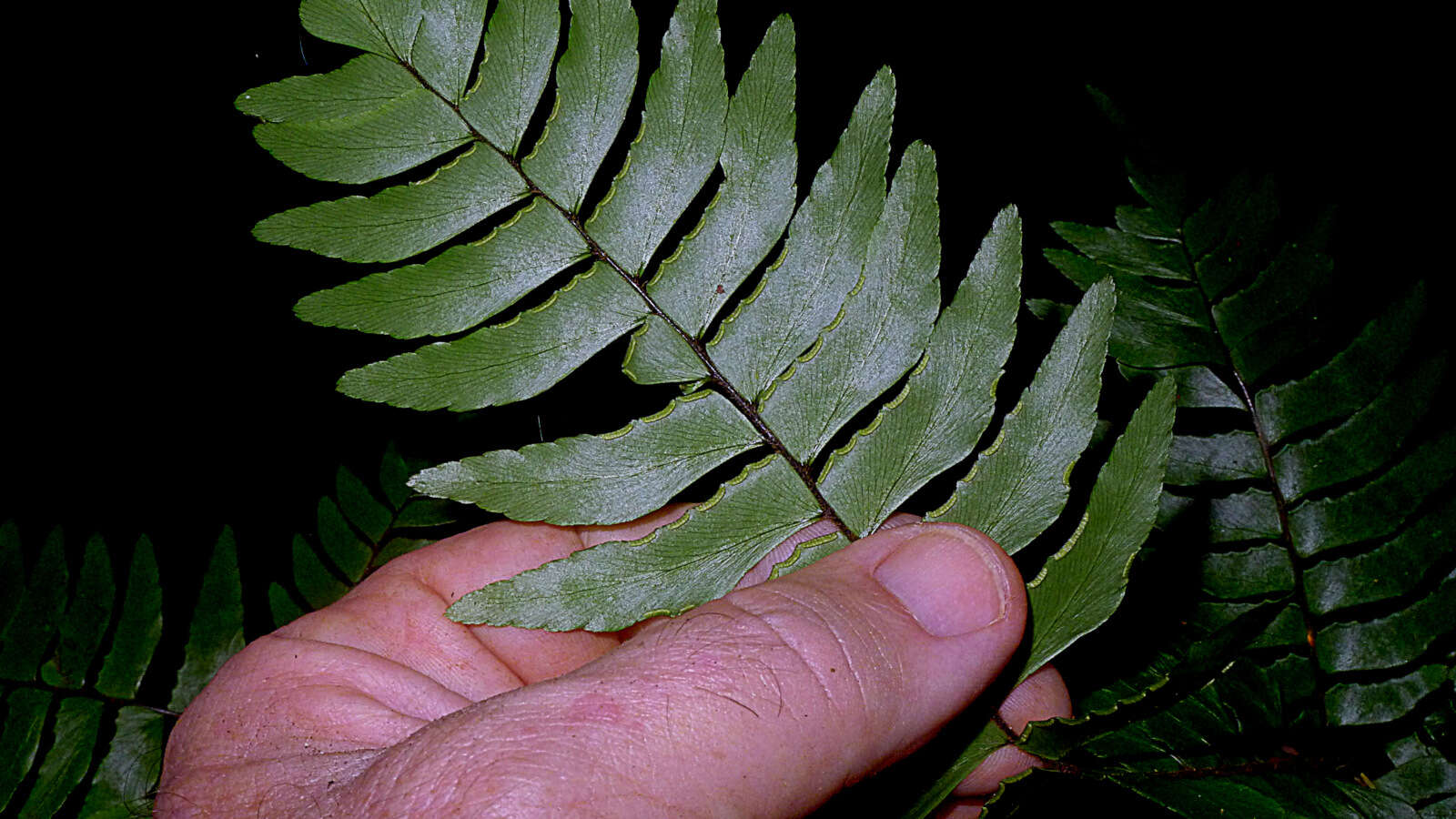 Image de Adiantum argutum Splitb.