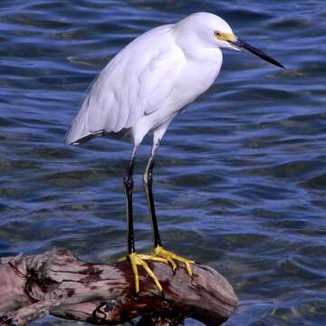 Image of Snowy Egret