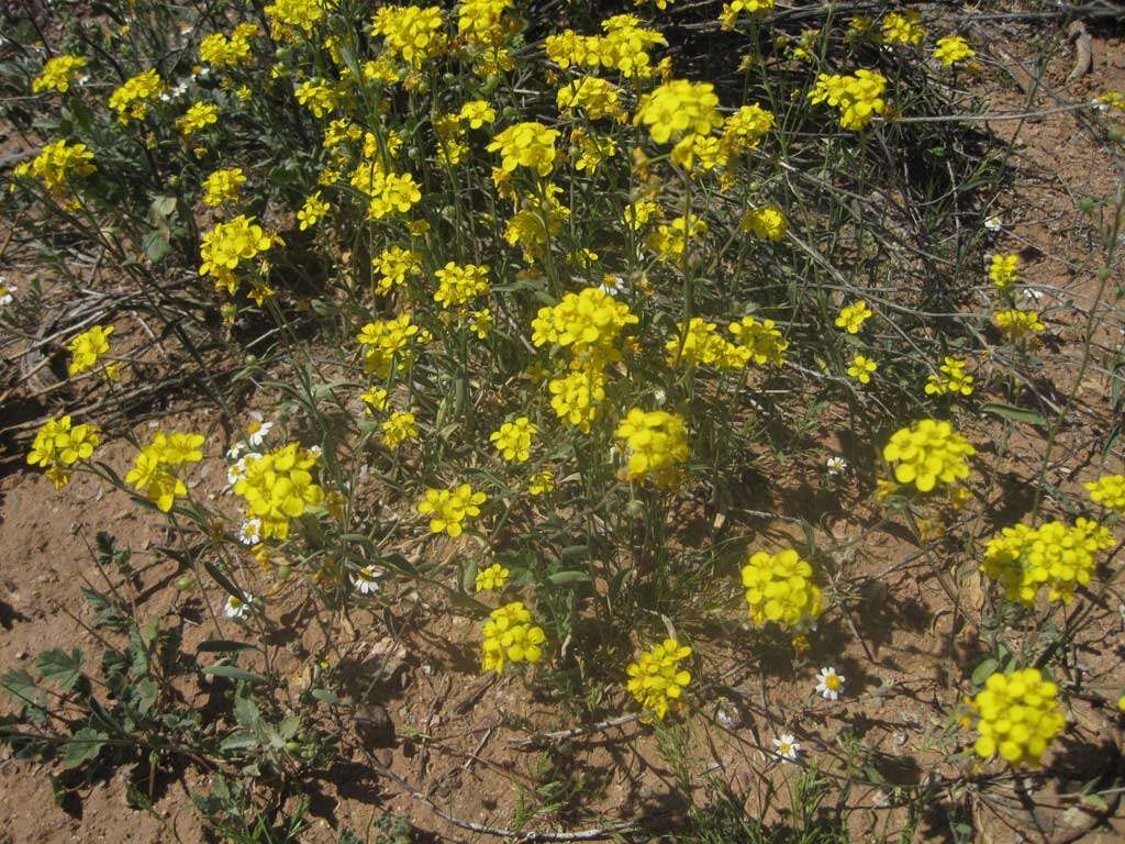 Image of Brassicaceae