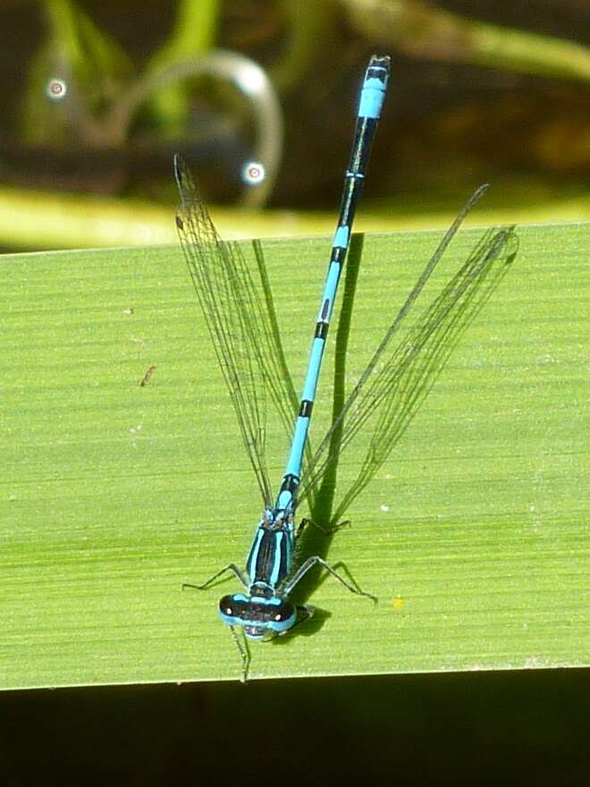 Imagem de Coenagrion puella (Linnaeus 1758)