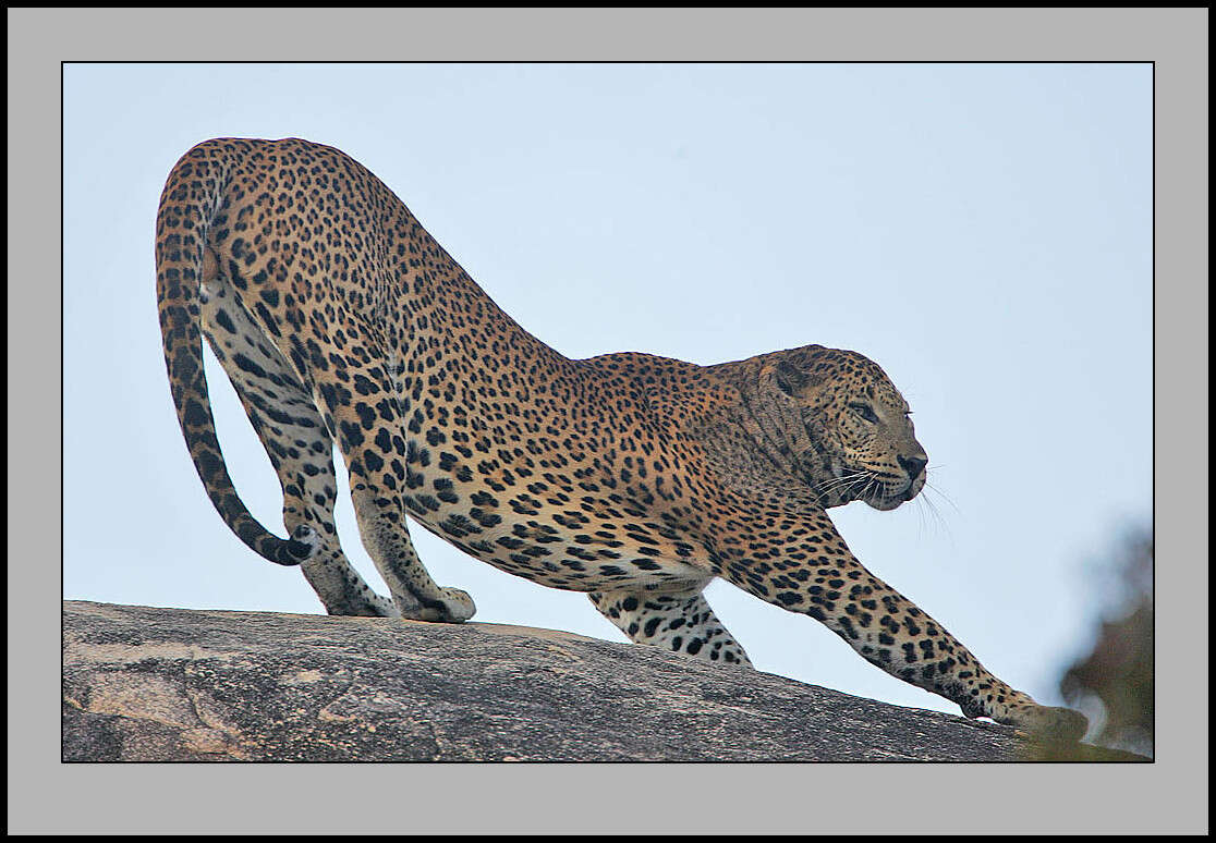 Image of Sri Lankan leopard