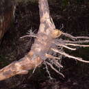 Image of Guadua paniculata Munro