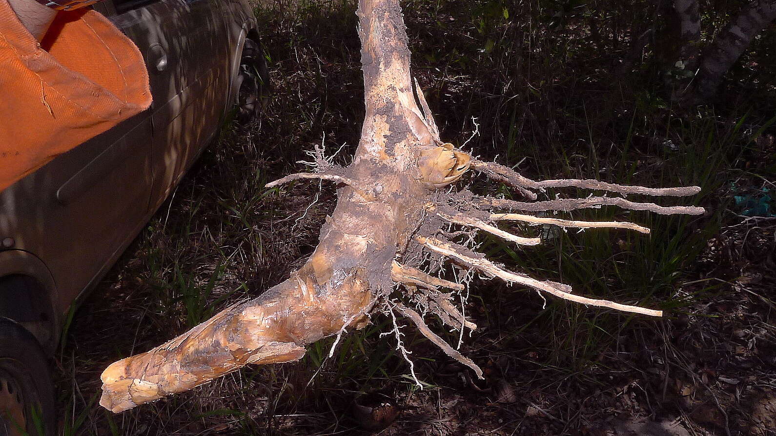 Image of Guadua paniculata Munro