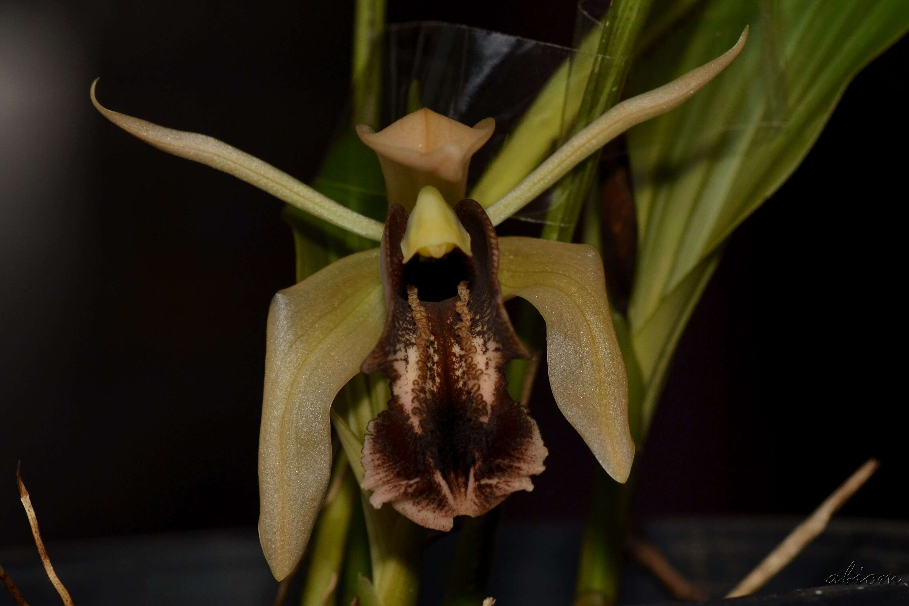 Image of Coelogyne xyrekes Ridl.