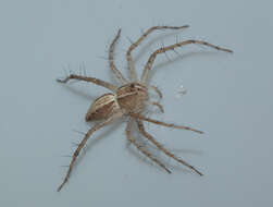 Image of lynx spider