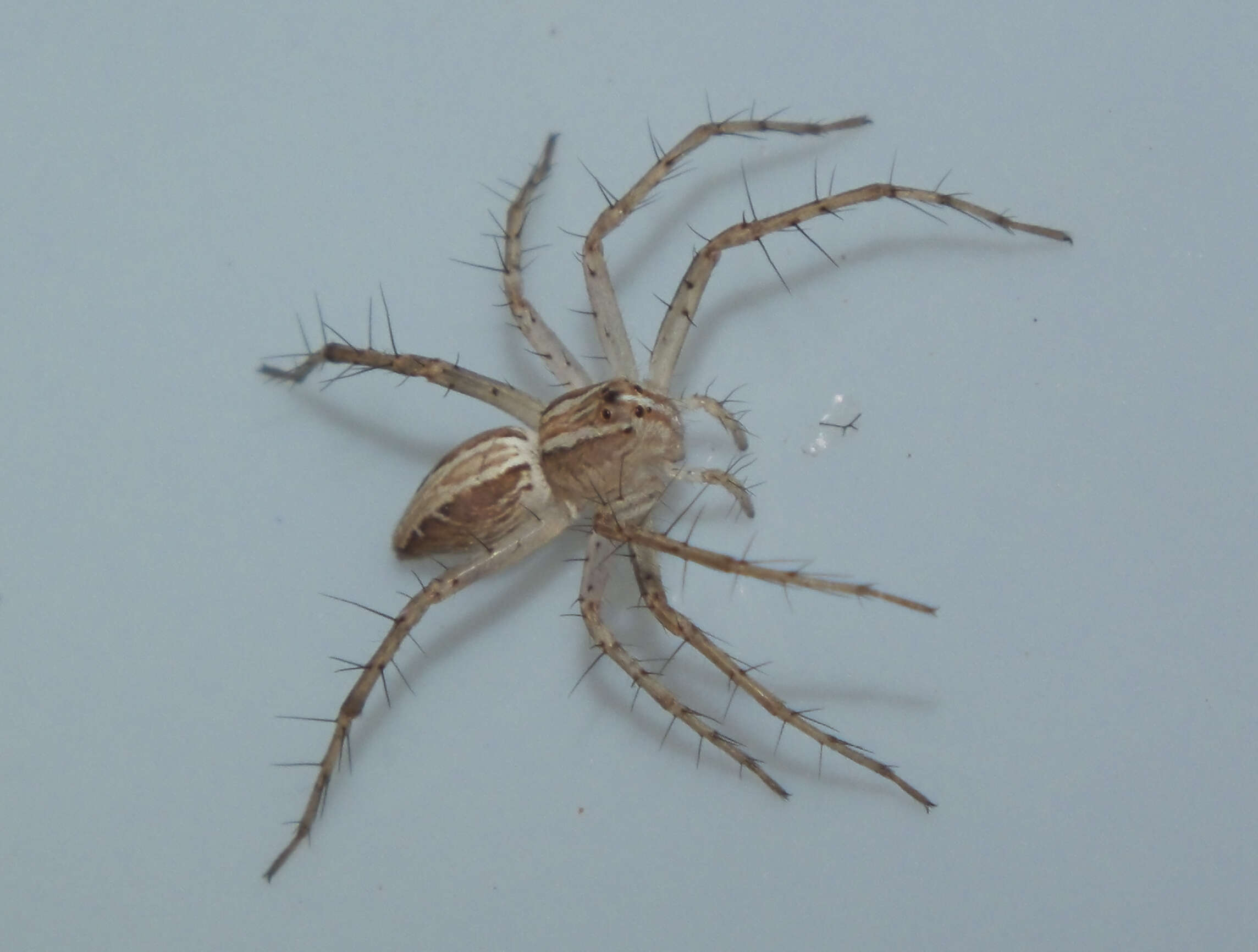 Image of lynx spiders