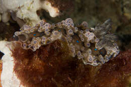 Image of Dendrodoris krusensternii (Gray 1850)