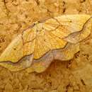 Image of bordered beauty