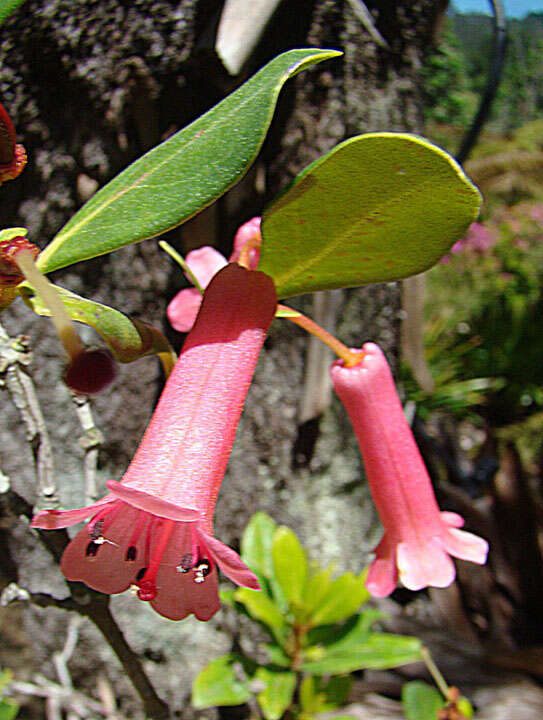 صورة Rhododendron celebicum (Bl.) DC.