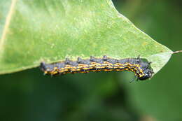 Image of Orange-tipped oakworm moth