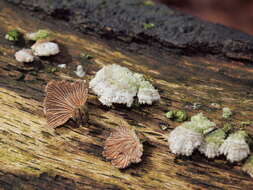 Image of Schizophyllum