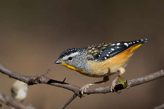 Image of Spotted Pardalote