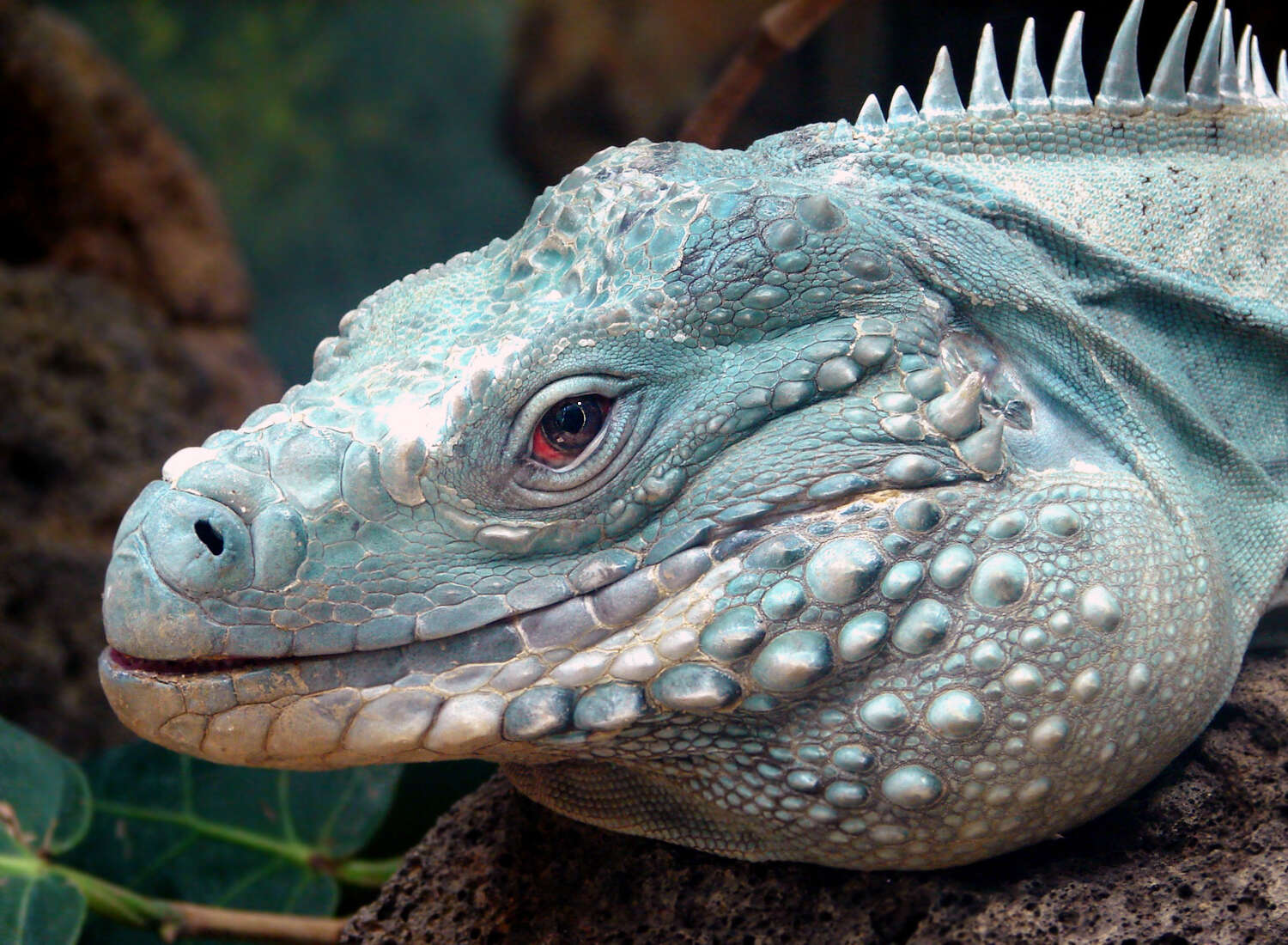 Image of Ground Iguanas