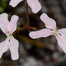 Image de Stylidium scabridum Lindl.