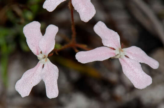 Image of Stylidium scabridum Lindl.