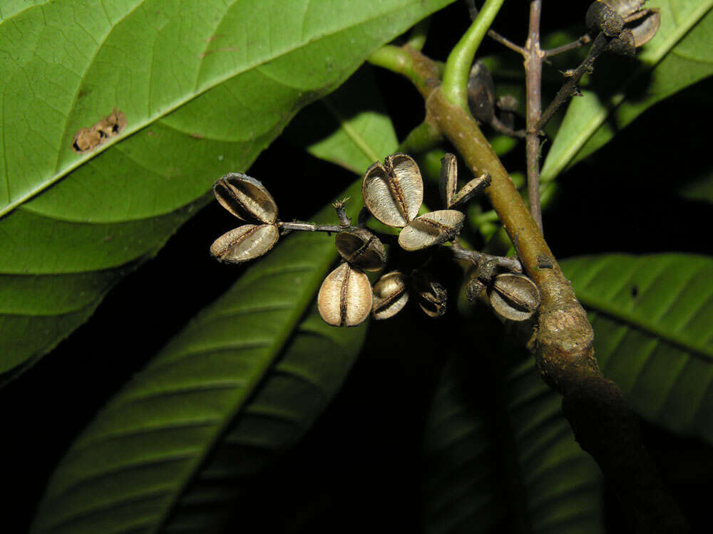 Image de Rustia occidentalis (Benth.) Hemsl.