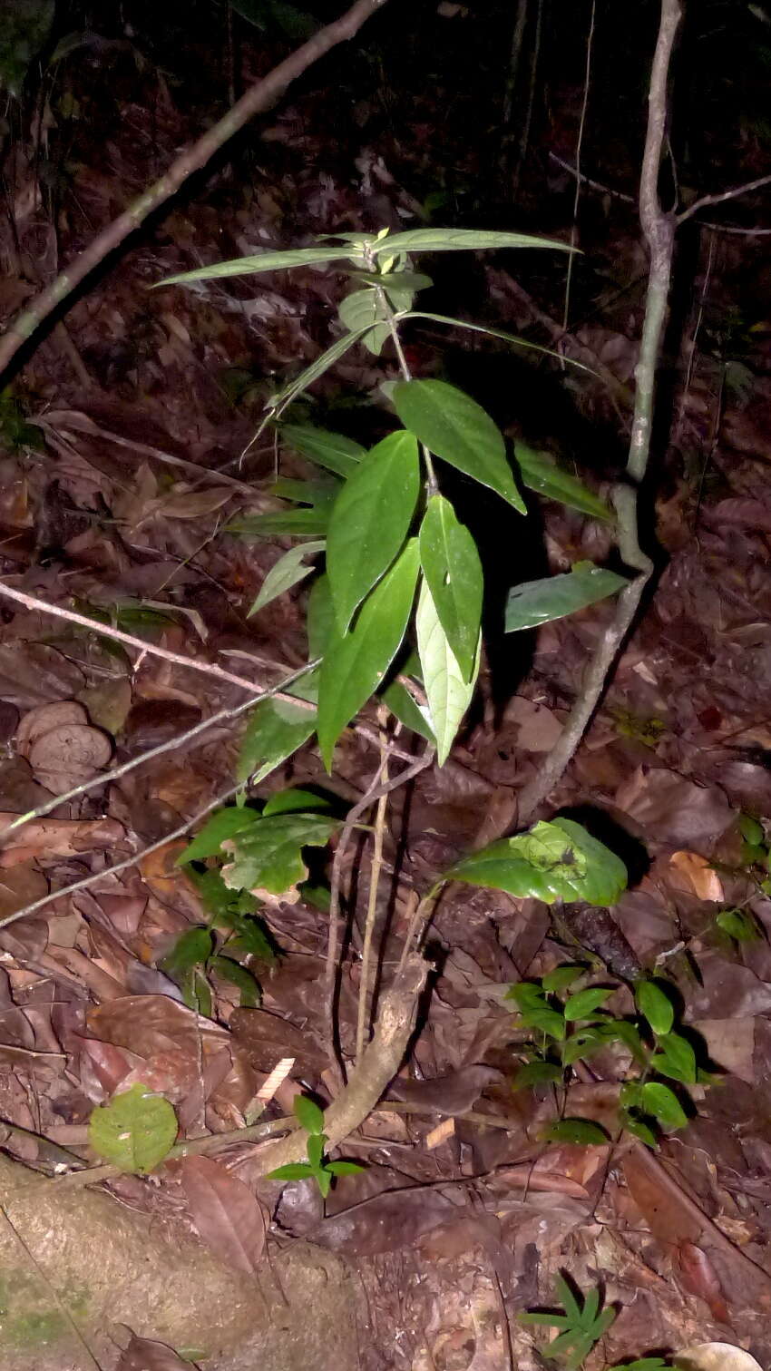 Herpetacanthus resmi