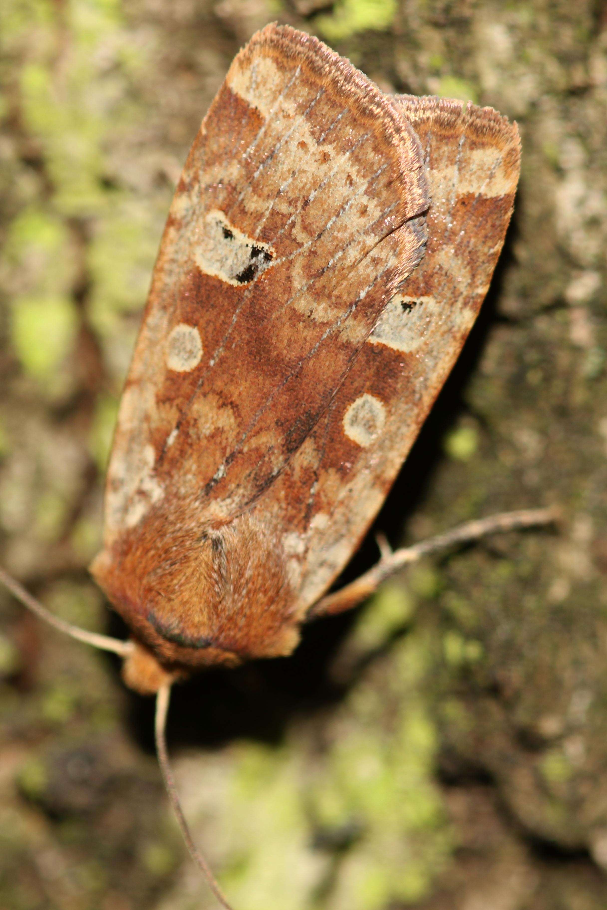 صورة Conistra erythrocephala Schiffermüller 1775