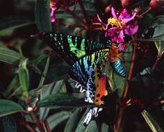 Image of swallowtail moths
