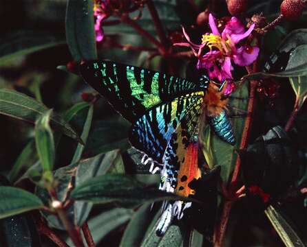 Image of Madagascan Sunset Moth