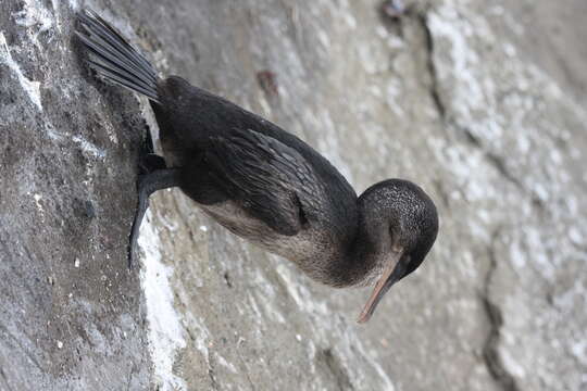 Image of Flightless Cormorant