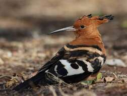 Image of hoopoes