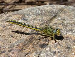 Image of Western Clubtail