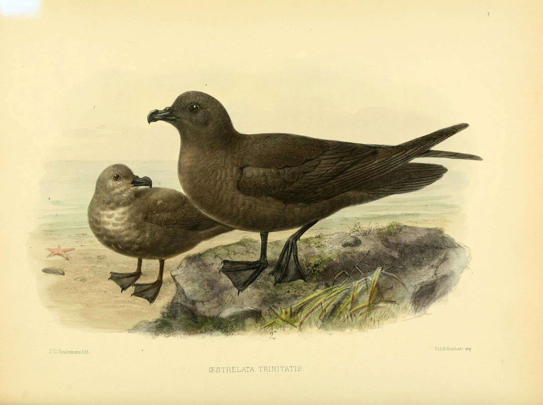 Image of Pterodroma Bonaparte 1856