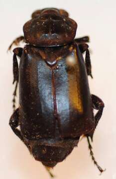 Image of Black Burying Beetle