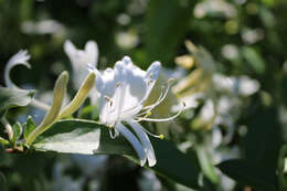 Image of Lonicera