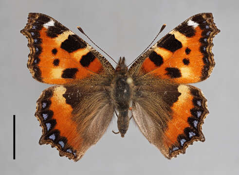 Plancia ëd Aglais urticae Linnaeus 1758